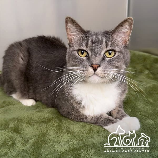Cali - Domestic Short Hair