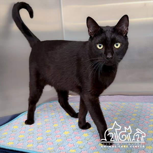 Onyx - Domestic Short Hair
