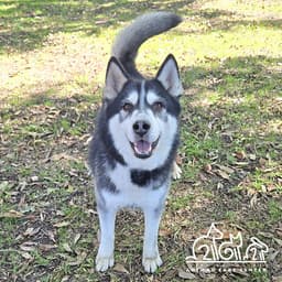 Wolf image 1