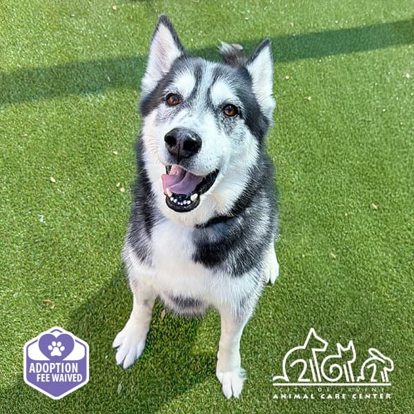 Wolf - Siberian Husky