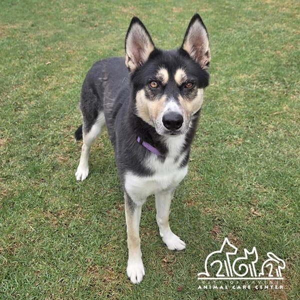 Estrella - Siberian Husky
