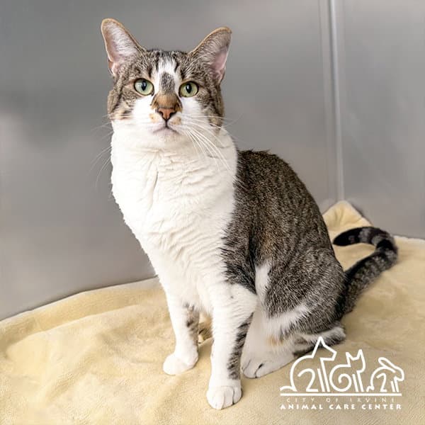 Dotty - Domestic Short Hair