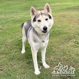 Kaiko image 1