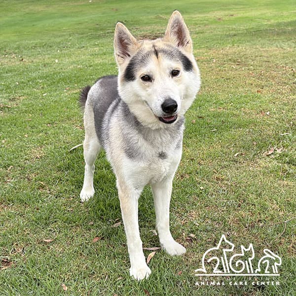 Kaiko - Siberian Husky