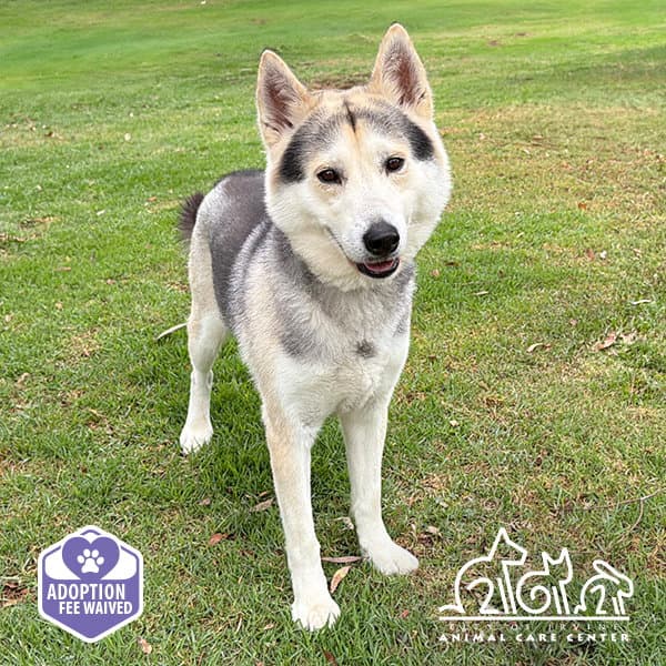 Kaiko - Siberian Husky
