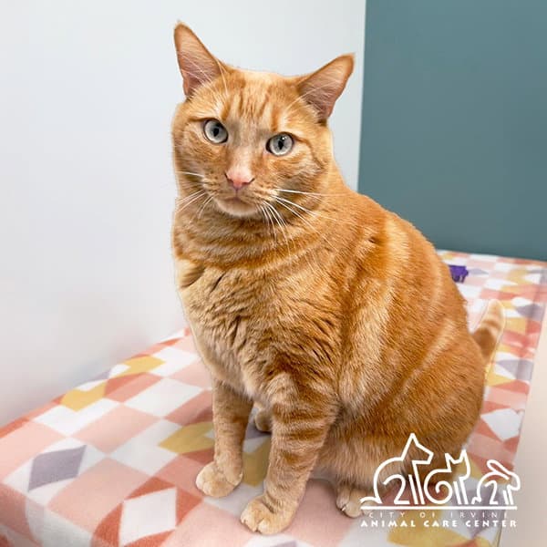 Junie - Domestic Short Hair