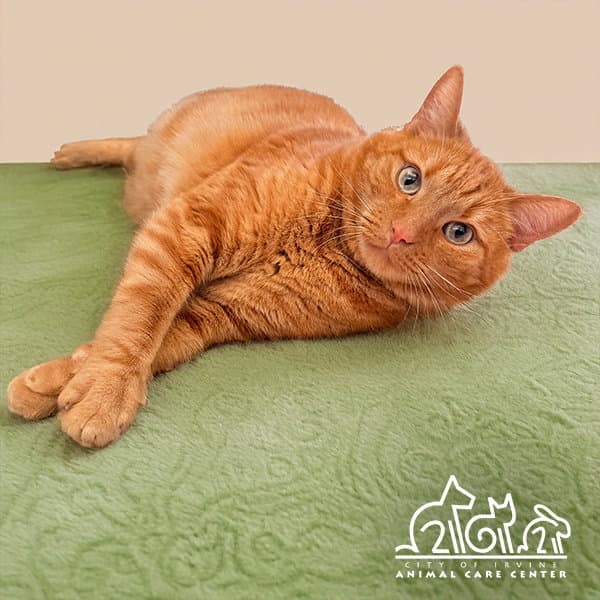 Junie - Domestic Short Hair