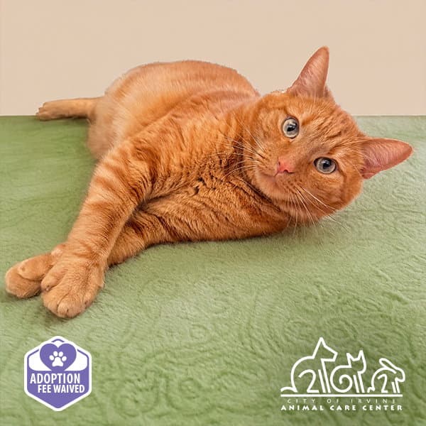 Junie - Domestic Short Hair