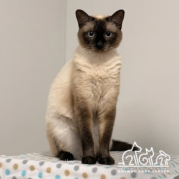 Becky - Siamese