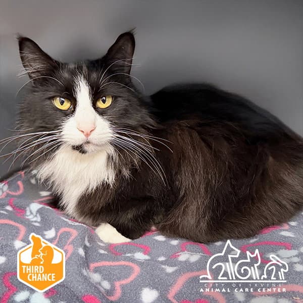 Bianca - Domestic Medium Hair