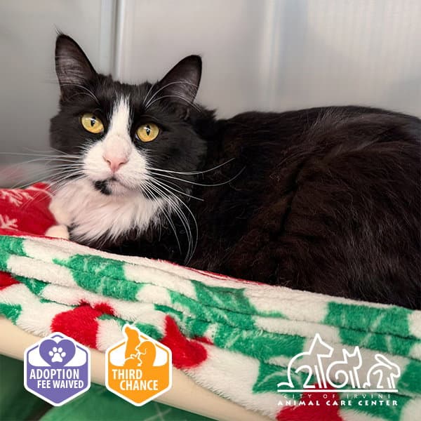Bianca - Domestic Medium Hair