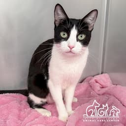 Tux image 1