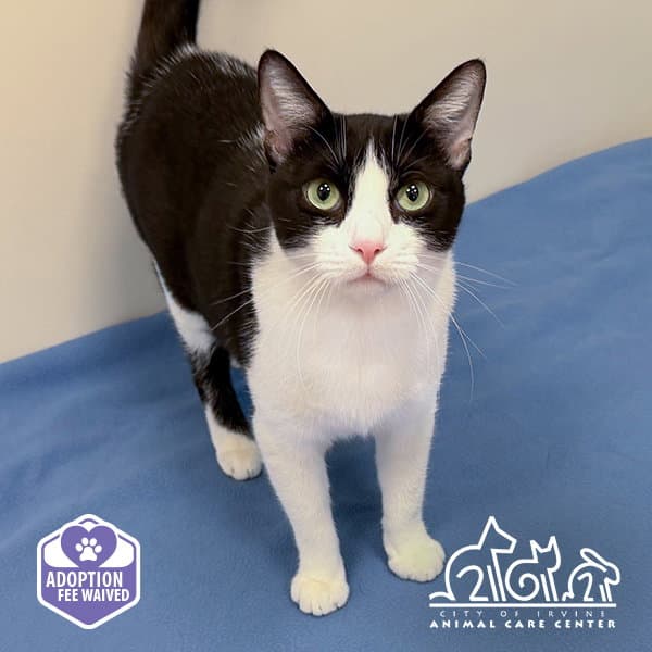 Tux - Domestic Short Hair