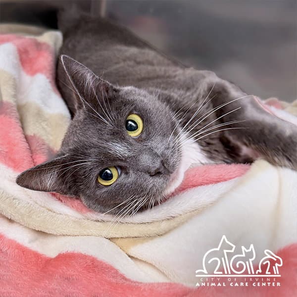 Dusty - Domestic Short Hair