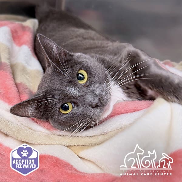 Dusty - Domestic Short Hair