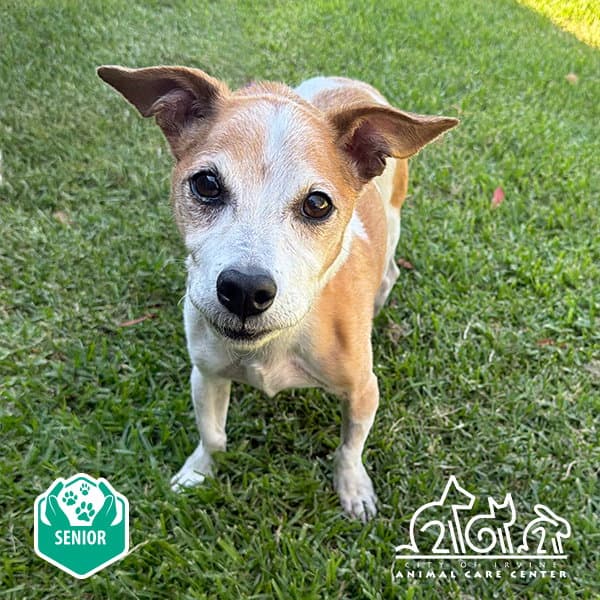 Chazz - Jack Russell Terrier (Parson Russell Terrier)