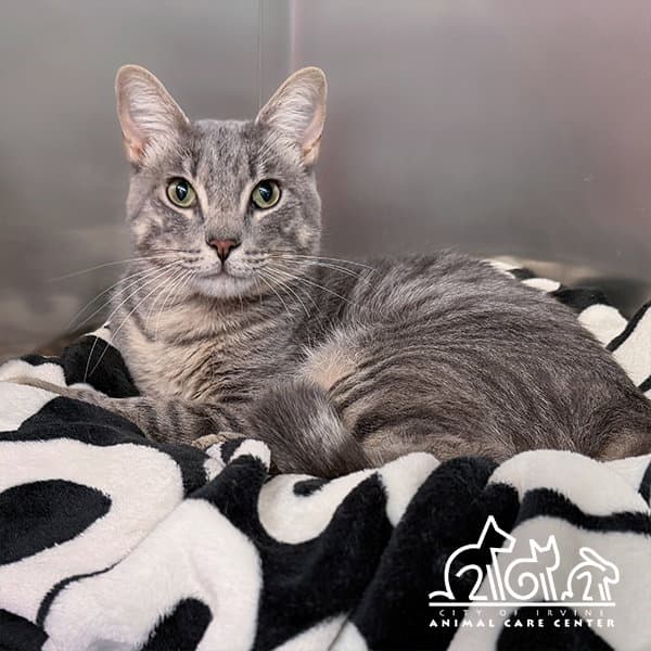 Gibs - Domestic Short Hair