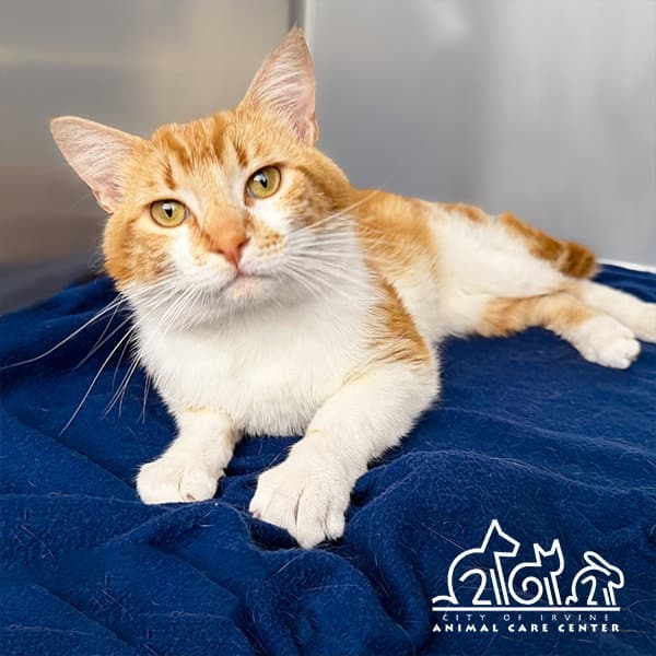 Tommy - Domestic Short Hair