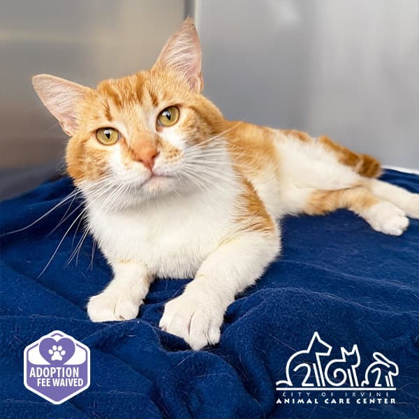 Tommy - Domestic Short Hair