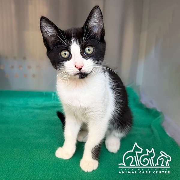 Tills - Domestic Short Hair