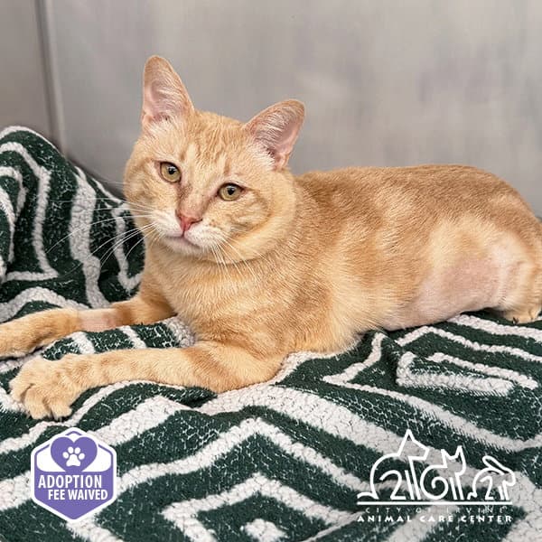 Apricot - Domestic Short Hair
