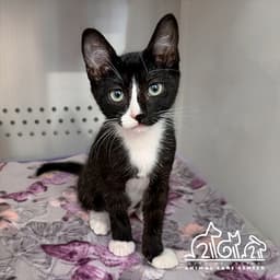 Gizmo image 1