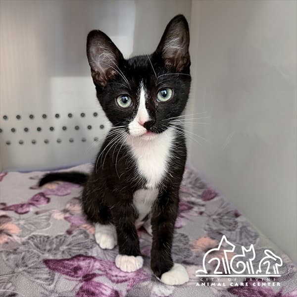 Gizmo - Domestic Short Hair