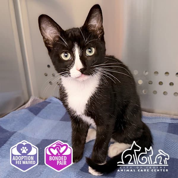 Gizmo - Domestic Short Hair