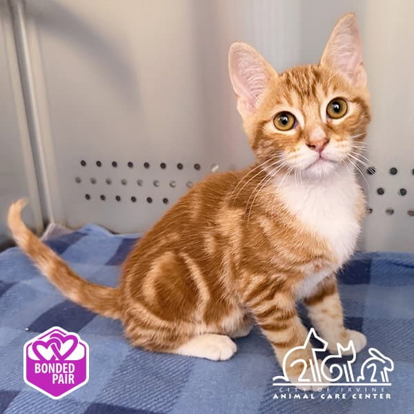 Ron - Domestic Short Hair