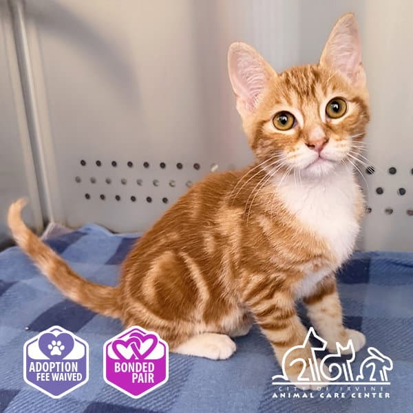 Ron - Domestic Short Hair