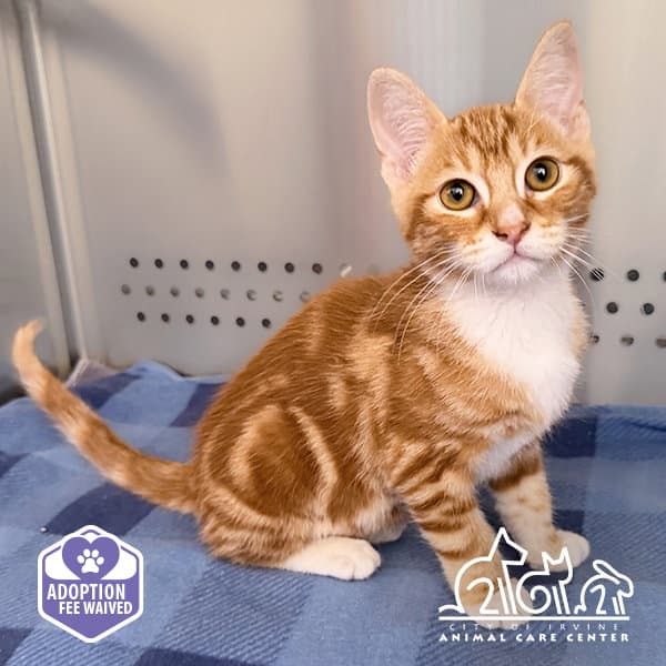 Ron - Domestic Short Hair