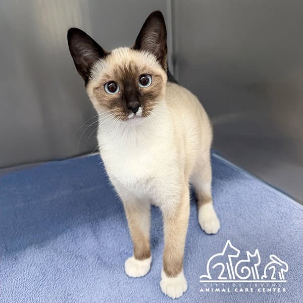 Nala - Siamese