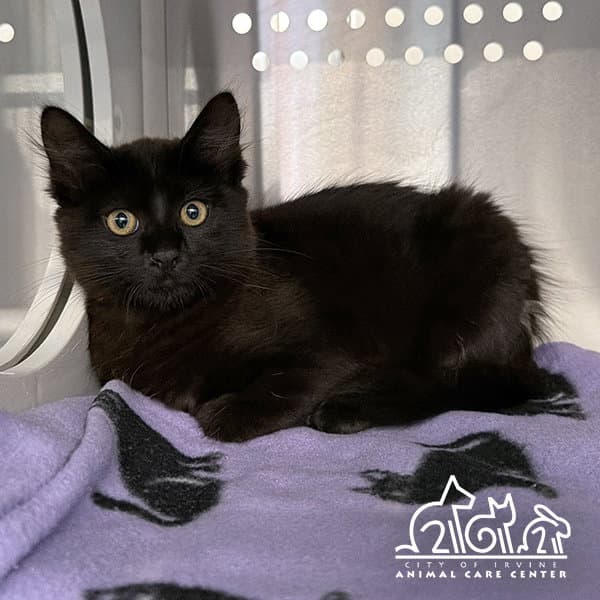 Joey - Domestic Medium Hair