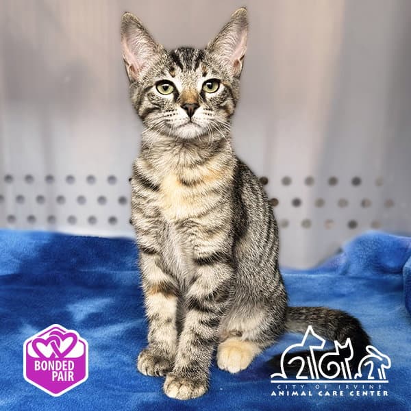 Princess Donut - Domestic Short Hair