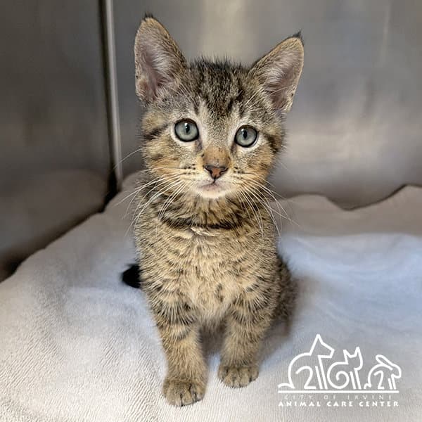 Cinder - Domestic Short Hair
