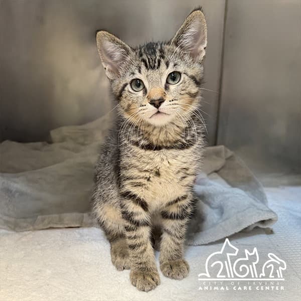 Rain - Domestic Short Hair