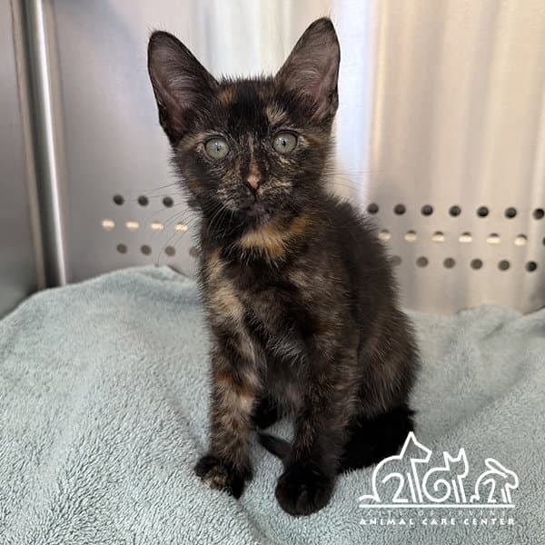 Willow - Domestic Short Hair