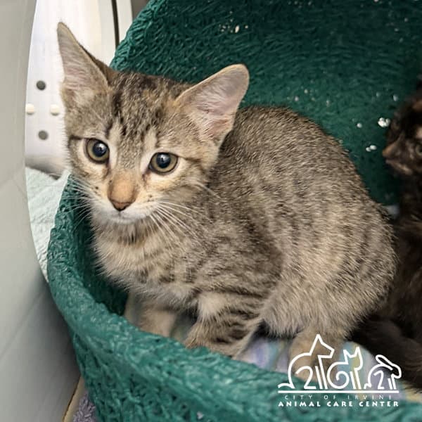 Oakland - Domestic Short Hair