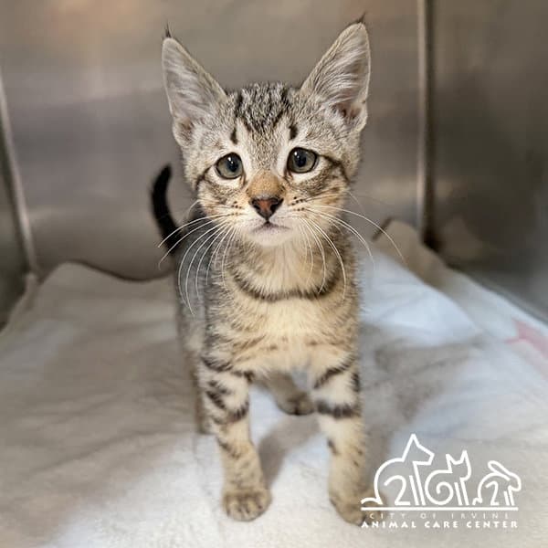 Dave - Domestic Short Hair