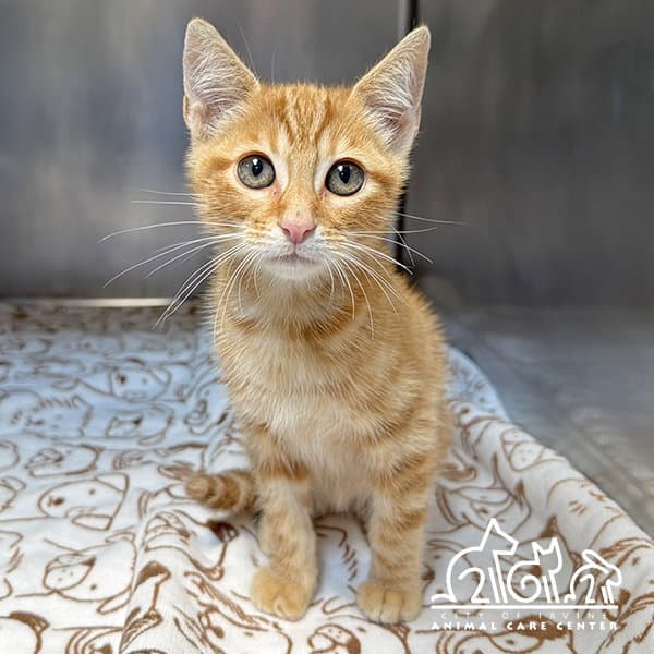 Charlie - Domestic Short Hair