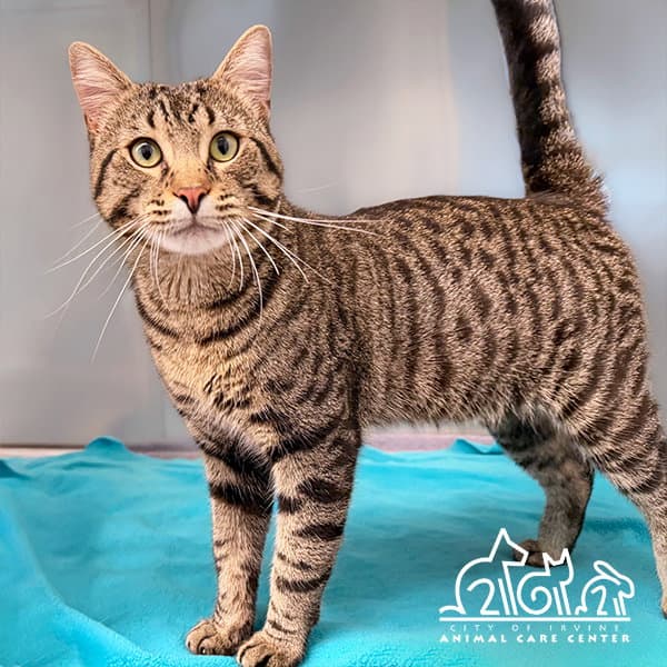 Riffraff - Domestic Short Hair