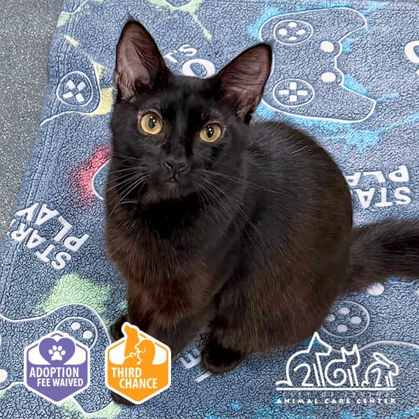 Dorothy - Domestic Short Hair