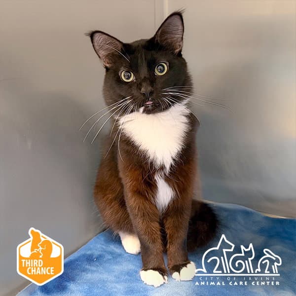 Sam - Domestic Short Hair