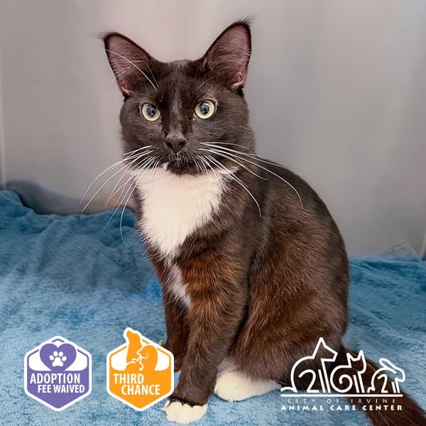 Sam - Domestic Short Hair