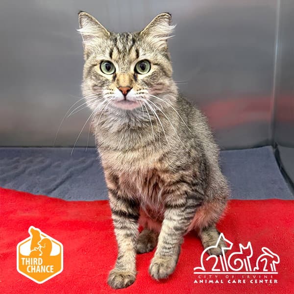 Charlotte - Domestic Short Hair