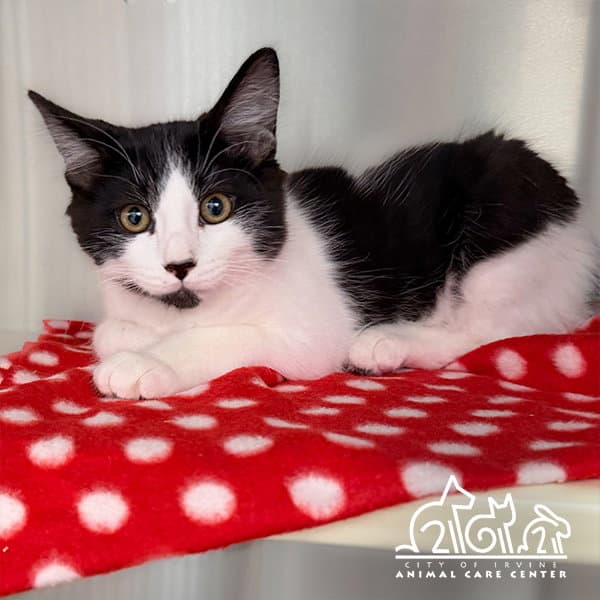 Zorro - Domestic Short Hair