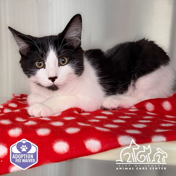 Zorro - Domestic Short Hair