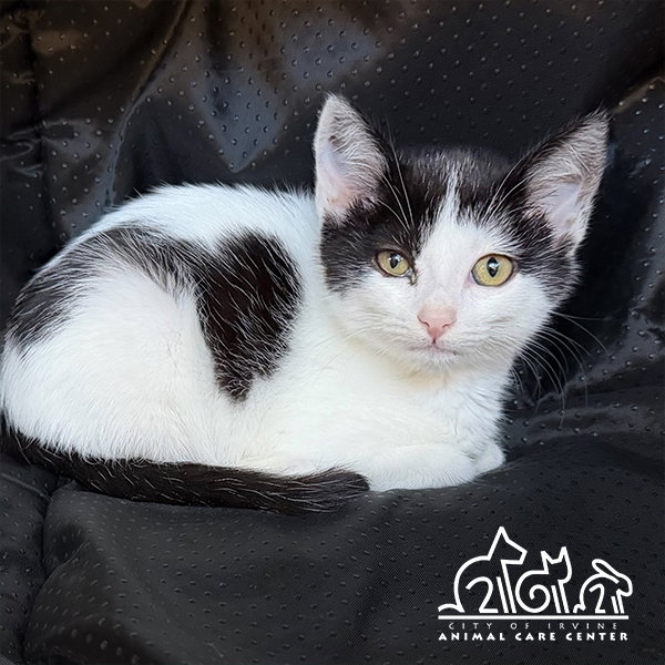 Tooks - Domestic Short Hair