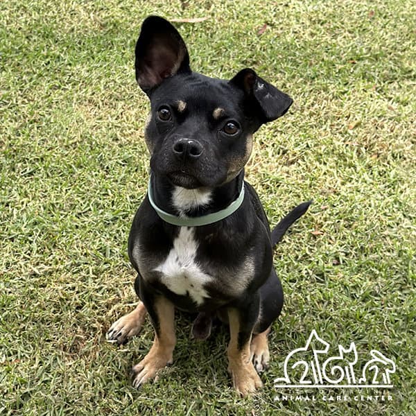 Dugg - Staffordshire Bull Terrier