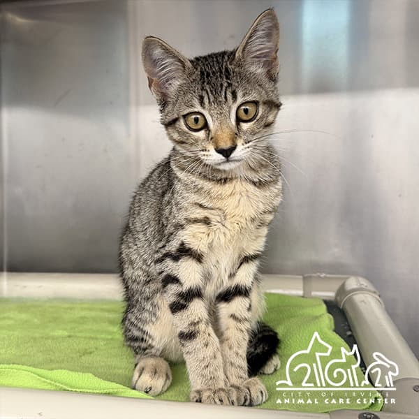 Belle - Domestic Short Hair